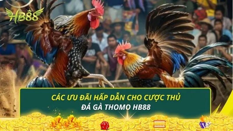 Các ưu đãi hấp dẫn cho cược thủ đá gà Thomo HB88