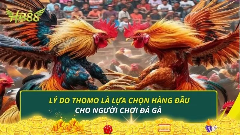 Lý do thomo là lựa chọn hàng đầu cho người chơi đá gà